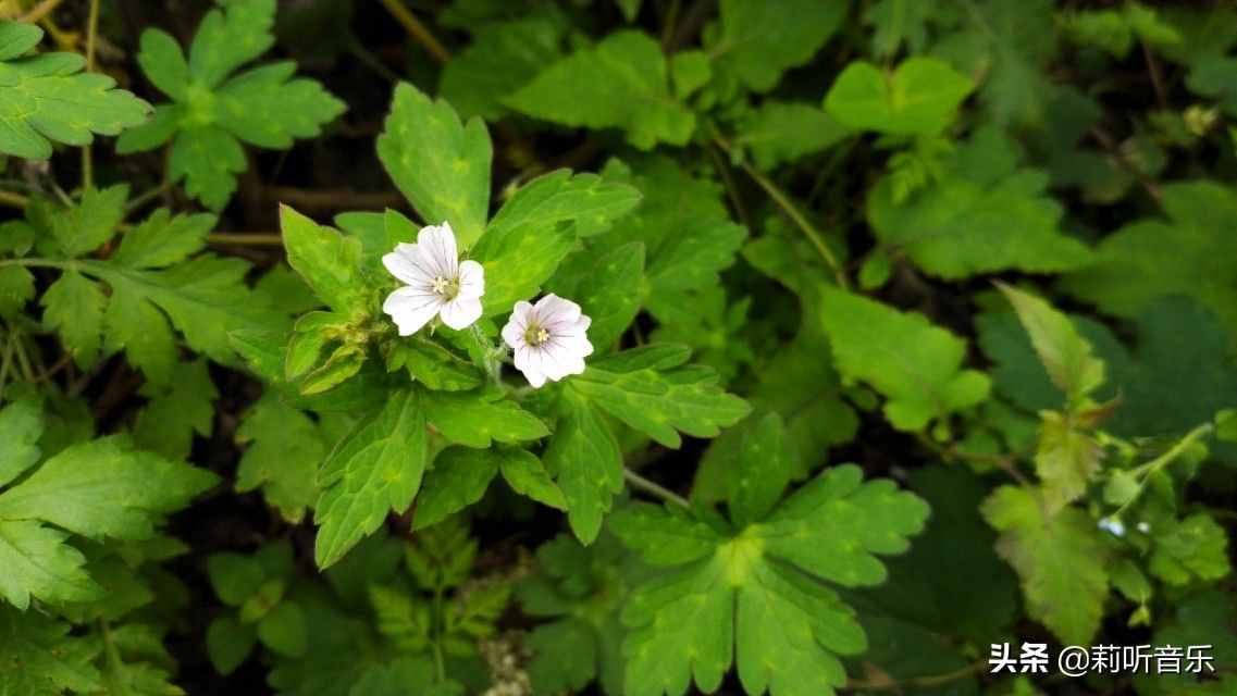 {百家樂}(中国原创歌词网有哪些)